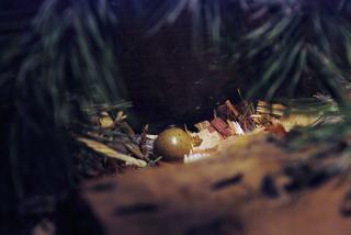 46537_button_quail_updated_11-12-2010_egg1st.jpg