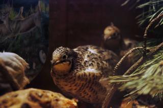 46537_button_quail_updated_11-12-2010_female_what_color.jpg