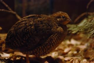 46537_button_quail_updated_11-12-2010_red_brested_male.jpg