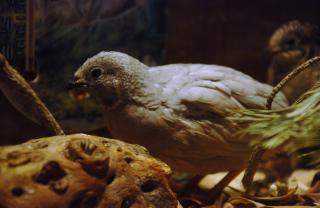 46537_button_quail_updated_11-12-2010_silver_male.jpg