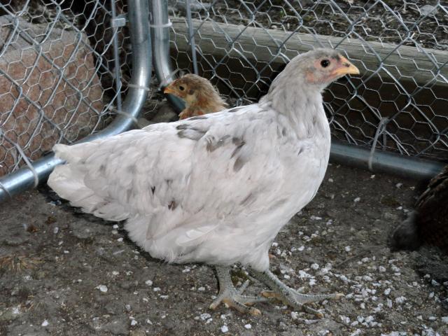 46537_cars_and_updated_breeders_and_pheasants_137.jpg