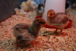 46537_chicks_breeders_2-19-2011_007.jpg