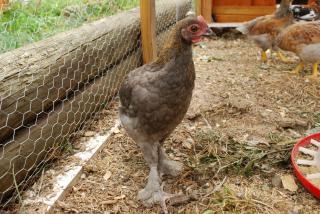 46537_gowers_feed_store_sale_7-10-10_chicks_update_022.jpg