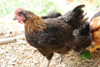 46537_gowers_feed_store_sale_7-10-10_chicks_update_043.jpg