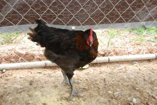 46537_gowers_feed_store_sale_7-10-10_chicks_update_044.jpg