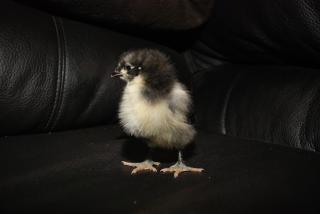 46537_jgs_4-5-2011_011.jpg