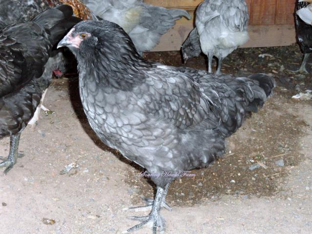 46537_new_breeder_updates_6-18-11_090.jpg
