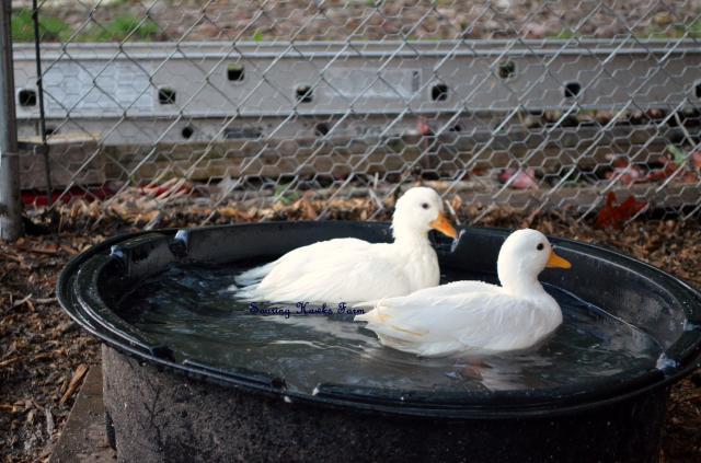 46537_new_call_ducks_and_lav_ams_9-2011_022.jpg