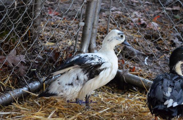 46537_new_call_ducks_and_lav_ams_9-2011_028.jpg