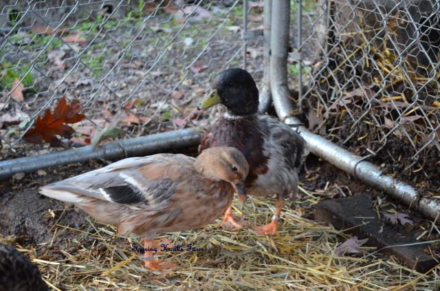 46537_new_call_ducks_and_lav_ams_9-2011_040.jpg