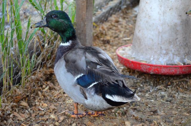 46537_new_call_ducks_and_lav_ams_9-2011_050.jpg