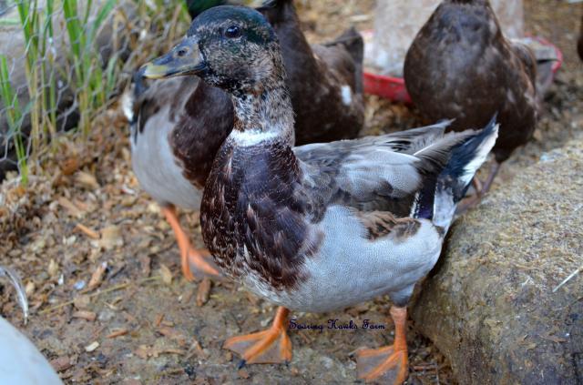 46537_new_call_ducks_and_lav_ams_9-2011_052.jpg