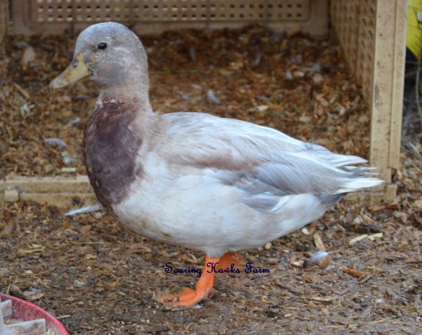46537_new_call_ducks_and_lav_ams_9-2011_054.jpg