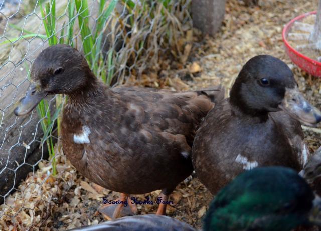 46537_new_call_ducks_and_lav_ams_9-2011_061.jpg