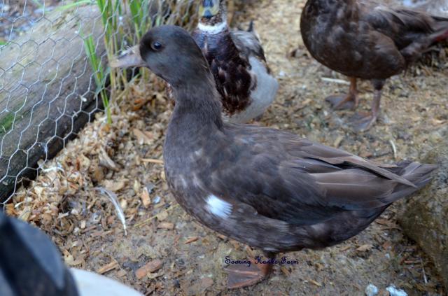 46537_new_call_ducks_and_lav_ams_9-2011_064.jpg