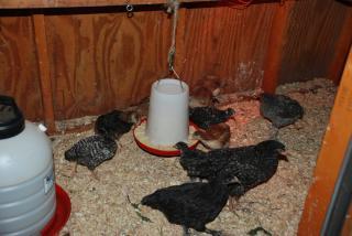 46537_new_coop_and_chicks_011.jpg
