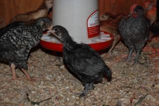 46537_new_coop_and_chicks_012.jpg