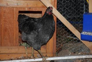 46537_new_foley_breeding_pair_007.jpg