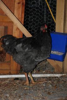 46537_new_foley_breeding_pair_017.jpg