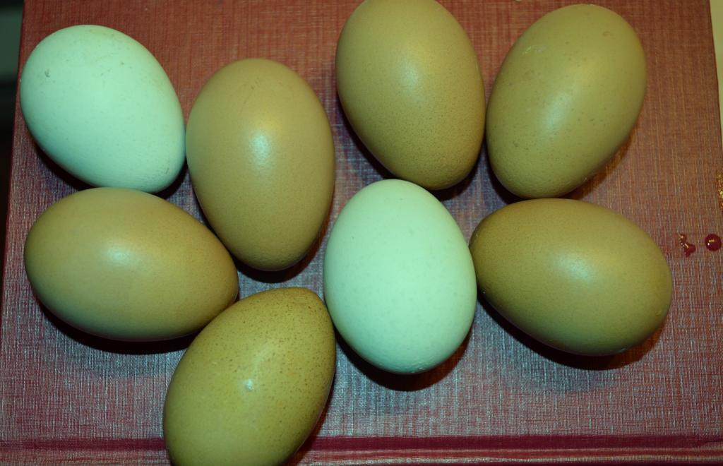 46537_olive_egg_layer_f2_malberrys_lemonberrys_blue_eggs11-11-11_001.jpg