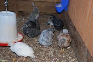 46537_update_blrw_chicks_048.jpg