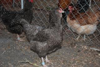 46537_update_blrw_chicks_breeders_001.jpg