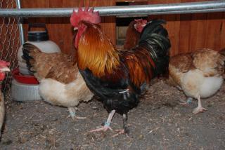 46537_update_blrw_chicks_breeders_007.jpg