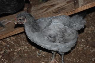 46537_update_blrw_chicks_breeders_025.jpg