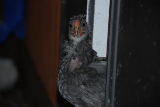 46537_update_blrw_chicks_breeders_029.jpg