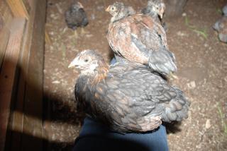 46537_update_blrw_chicks_breeders_032.jpg