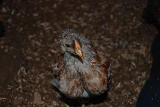 46537_update_blrw_chicks_breeders_034.jpg