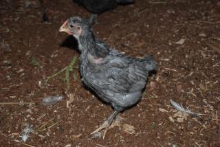 46537_update_blrw_chicks_breeders_039.jpg