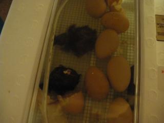 46540_chicky.jpg