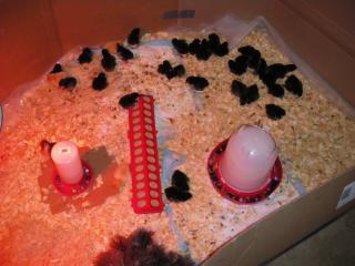 46540_imgp0555.jpg