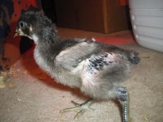 46540_imgp0764.jpg
