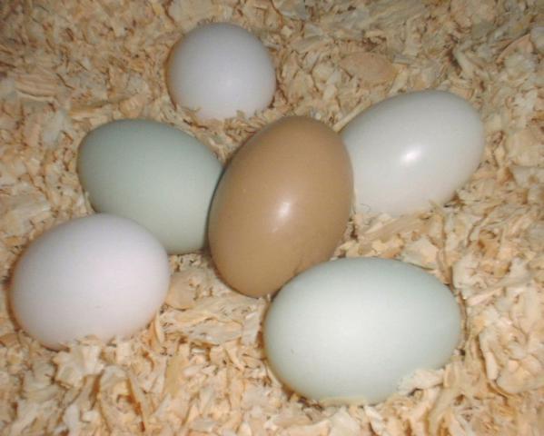 46559_green_eggs_4.jpg