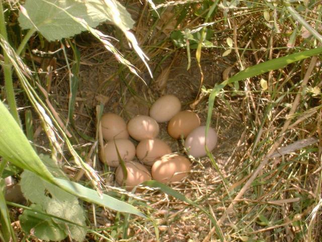 46559_ramseys_eggs.jpg
