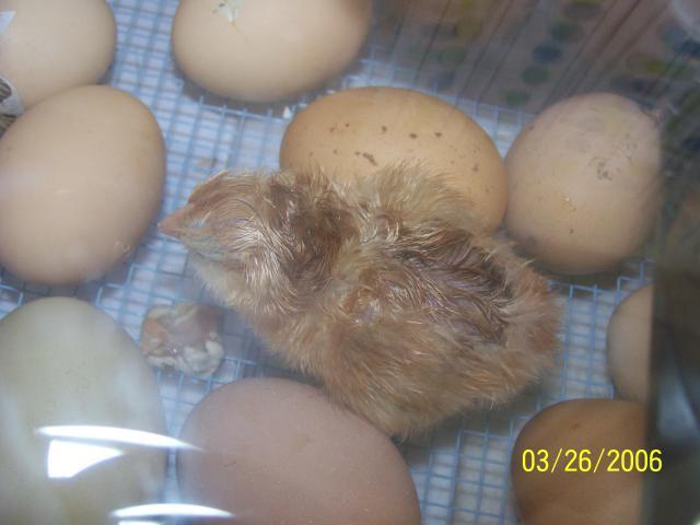 46573_incubator_hatch_1_002.jpg