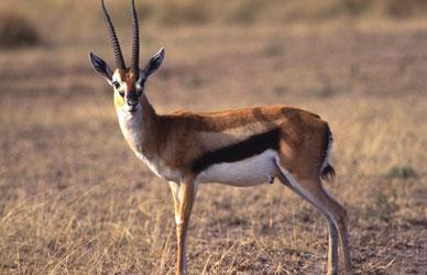 46573_thomsons_gazelle.jpg