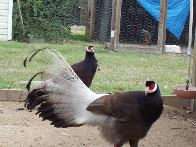 46579_100_0631.jpg