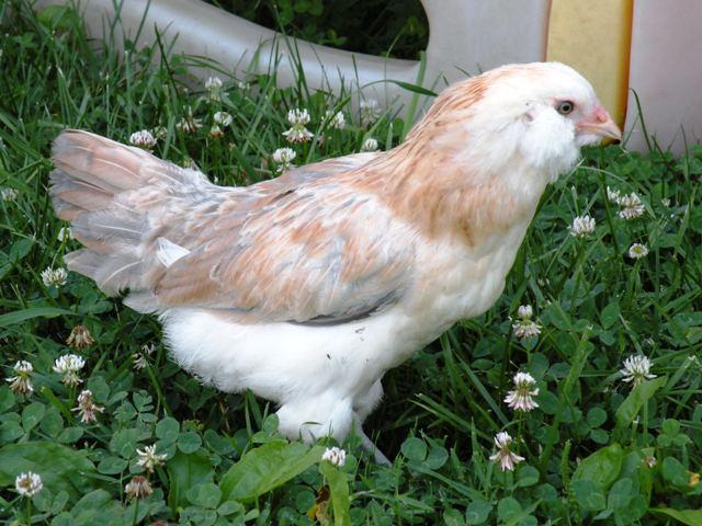 46635_rscn3195.jpg