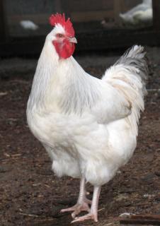 46645_chickens_001.jpg