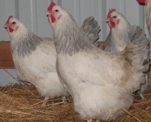 46645_chickens_005.jpg