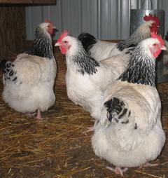 46645_chickens_013.jpg
