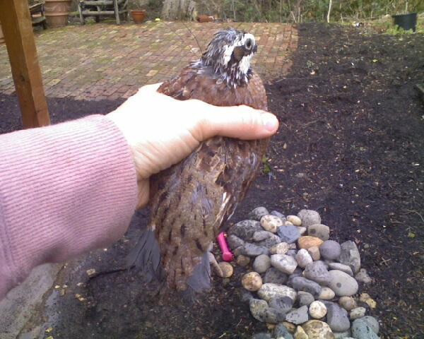 46661_bird4.jpg