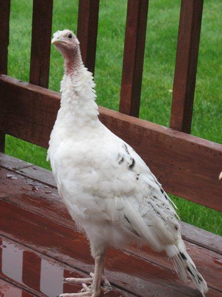 46661_turkey.jpg