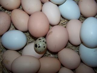 46690_first_quail_egg.jpg