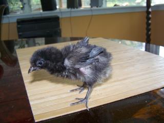 46690_frizzle_2_weeks.jpg