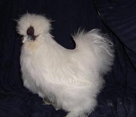 46696_silkie_cock.jpg