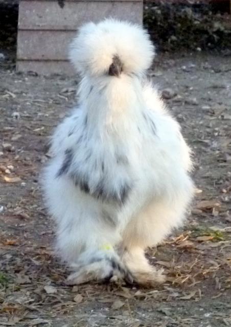 12 Hatching Silkie Eggs ~ Lavender and Paint only ...